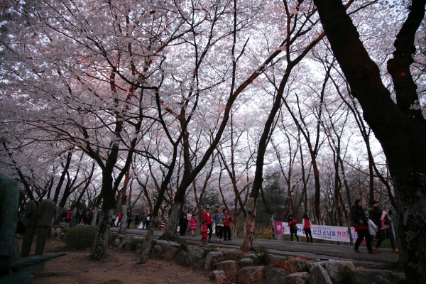 도당산 벚꽃축제 개막식