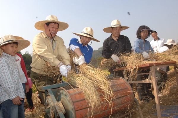 벼베기 체험행사 - 3