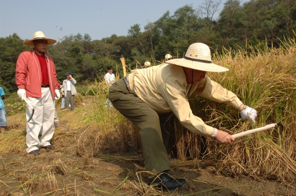 벼베기 체험행사